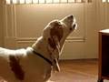 Mac the Basset Hound Singing With Pavorotti