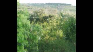 قرية معاوية فلسطين