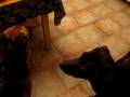 videos de Reese & Breeze playing