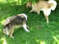 Fun dogs Golden Retriver and Sheltie plays together Fun dogs Golden Retriver and Sheltie plays together