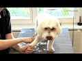 CITYGUIDE - Hundesalon Dany St.Gallen Schweiz