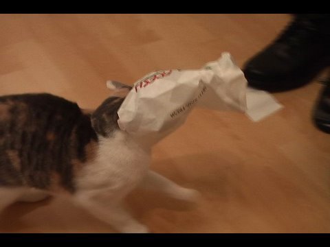 cat mask