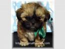 Shih Tzu puppies - you\