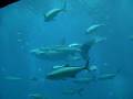videos de Atlantis Dubai Aquarium - huge whaleshark