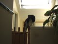 Sophie Jumping