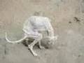Stray-Dogs-Against-A