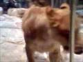 videos de killer loins