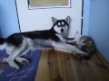 My crazy girls again :)