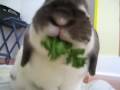 Holland Lop Bunny Rabbit Mog Troll Magic Trick