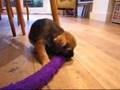 Border Terrier video