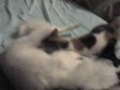 turley having a breastfeed to mingming turley having a breastfeed to mingming