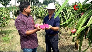 ড্রাগন ফল( Dragon Fruit)- এক একটা ফলের ওজন প্রায় এক কেজি