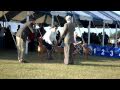 Siris, Nov 8th '09, AKC show, Brooksville Fl, breed class
