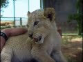 Lion cub falls asleep on my belly Lion cub falls asleep on my belly