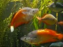 Aquarium Visit
