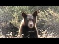 Bear at the beach