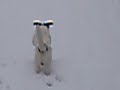 boomer in de sneeuw