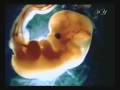 videos de The Wrapping of Muscles over Bones