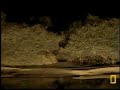 PP wild dogs and eland