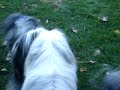 Bearded Collies at play in the Western Carolina mountains