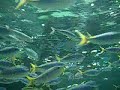 Tokyo Sea Life Park?18 Ghosts II