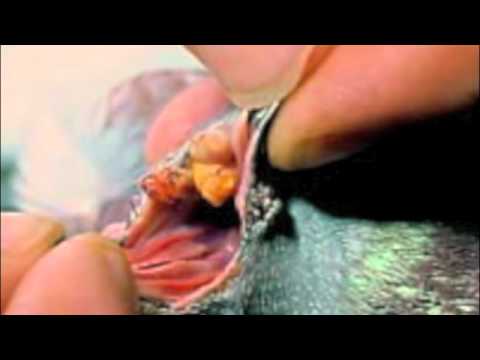 how to treat smallpox