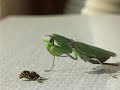 MANTIS RELIGIOSA AND WASP MANTIS RELIGIOSA AND WASP