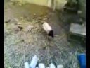 Funny animal iiv Funny animal iiv