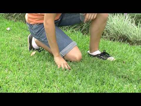how to fertilize buffalo grass