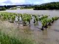La rioja alavesa se llena de agua. Rio ebro desbordado