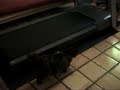 stinky-the-cat-an-exercise-video.html