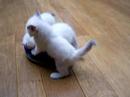 www.catterychivers.nl