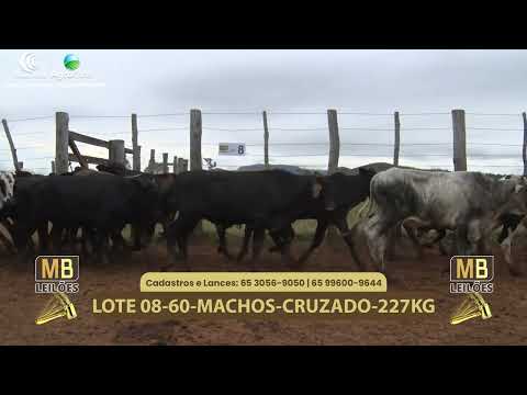 547� LEIL�O VIRTUAL MB LEIL�ES