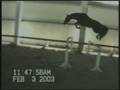 Lord Ramiro de Montfort Stallion Loose Jump