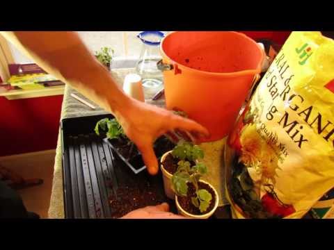 how to use transplant fertilizer