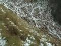 videos de Cacería en Ponga 2 (Principado de Asturias)