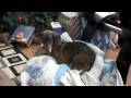 Wiener Dog HD