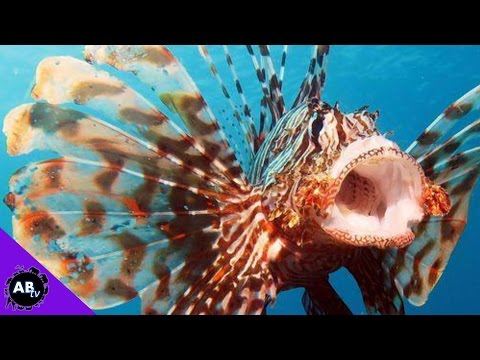 YouTube reptile video