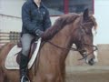 Dressage Dressage