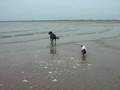 Deerhound and Spaniel at Play II