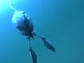Grebe Birds Diving Underwater