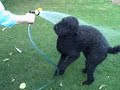 Bonnie Freel psycho hose dogs part 2