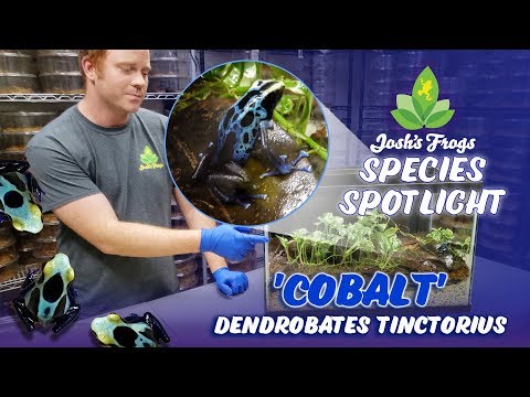 YouTube reptile video