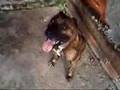 PIT BULL HEROS