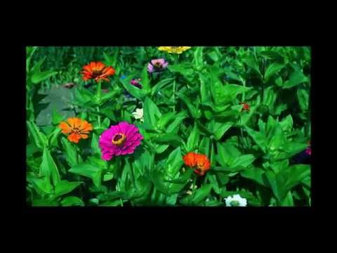 how to care for a zinnia