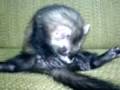 videos de NhooPhee 1