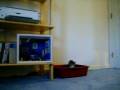 videos de kitten's third installment