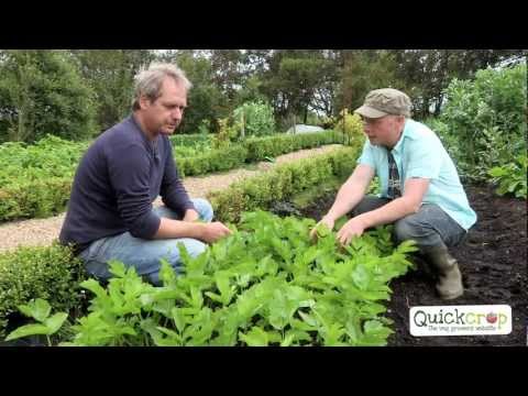 how to harvest parsnips