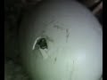 california-condor-cliff-nest-part-1.html