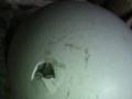 California Condor Egg Hatching